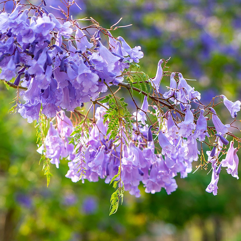 #3 - Jacaranda Tree