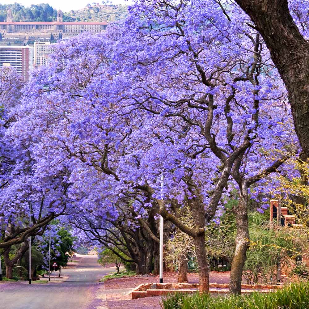 #2 - Jacaranda Tree