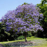 Jacaranda Tree