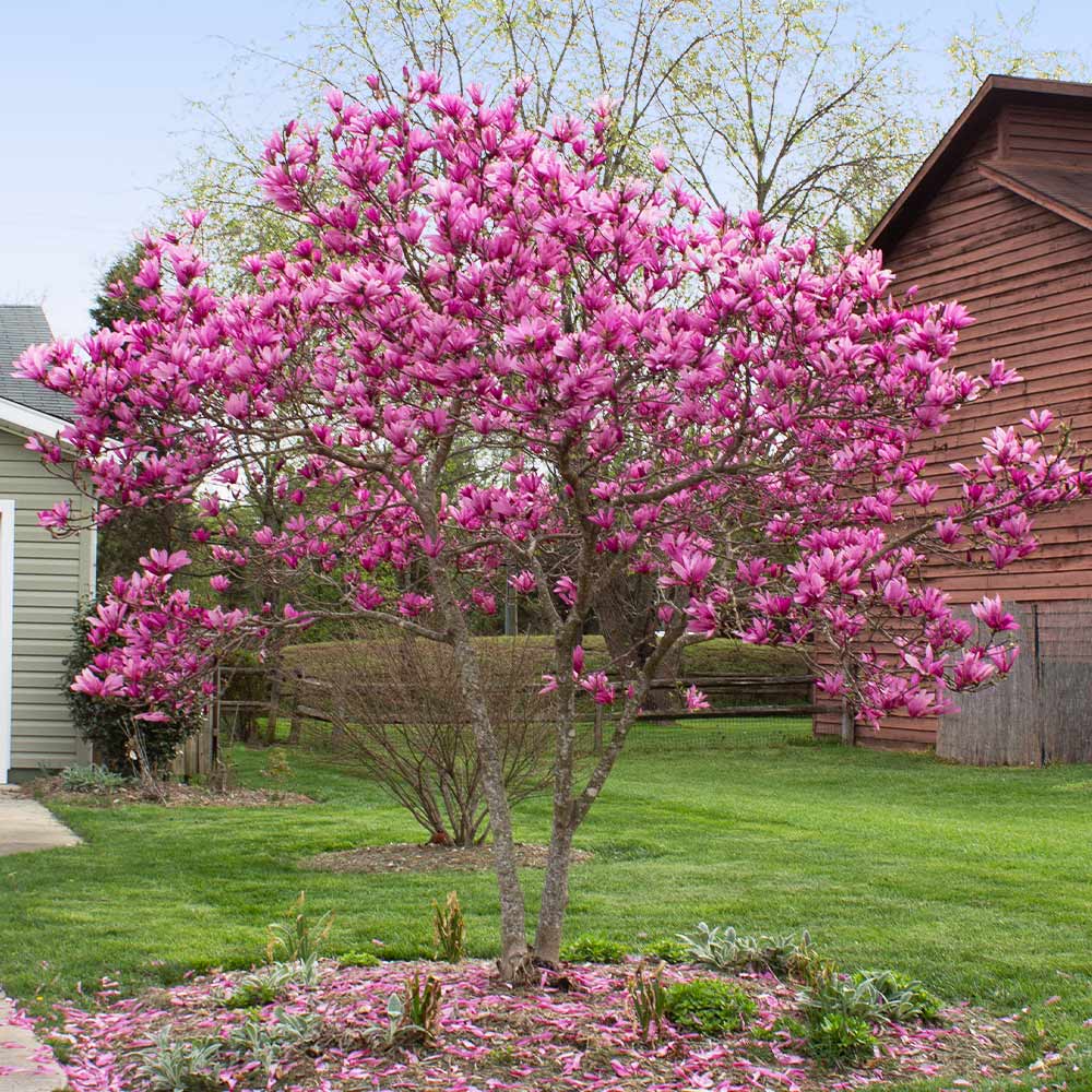 A photo of the Jane Magnolia Tree