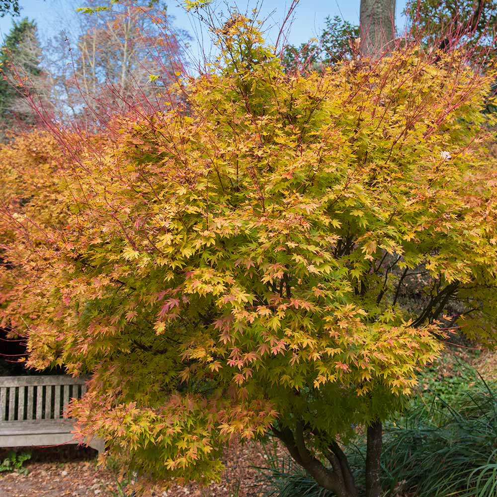 #2 - Coral Bark Japanese Maple Tree