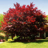 Emperor Japanese Maple Tree