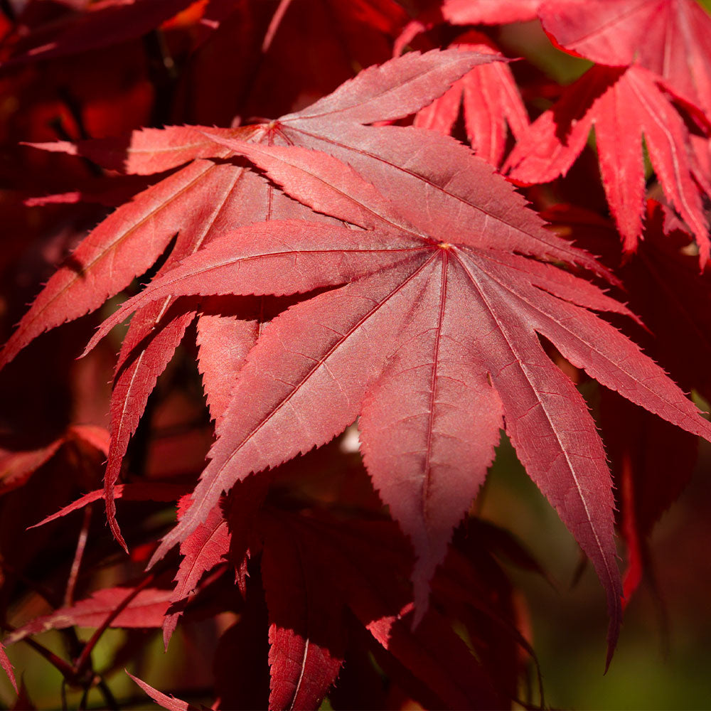 #3 - Emperor Japanese Maple Tree
