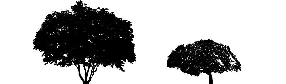 Japanese Maple Tree Shape