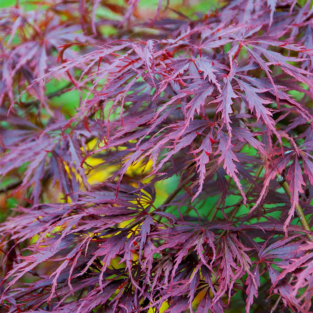 #2 - Tamukeyama Japanese Maple Tree