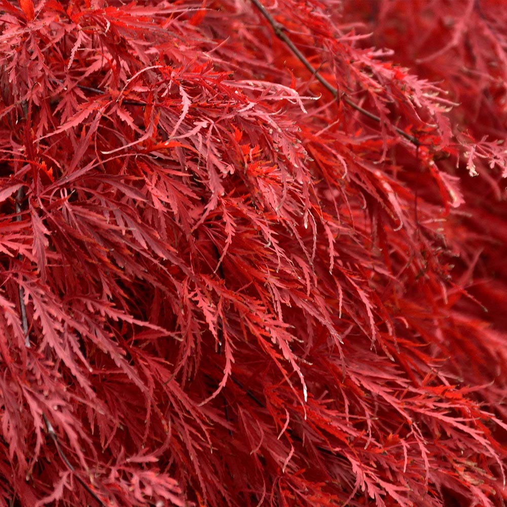 #3 - Tamukeyama Japanese Maple Tree