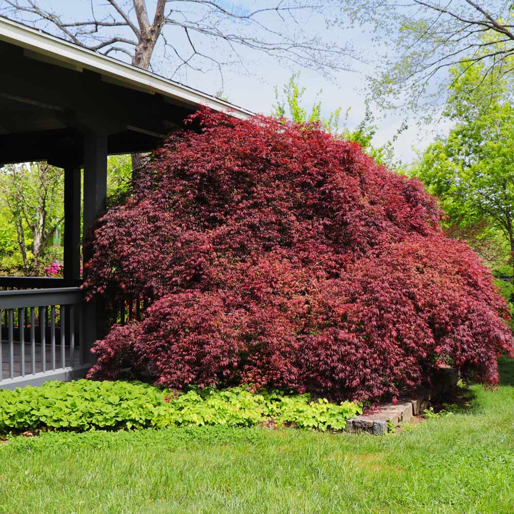 #4 - Tamukeyama Japanese Maple Tree