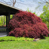 Tamukeyama Japanese Maple Tree