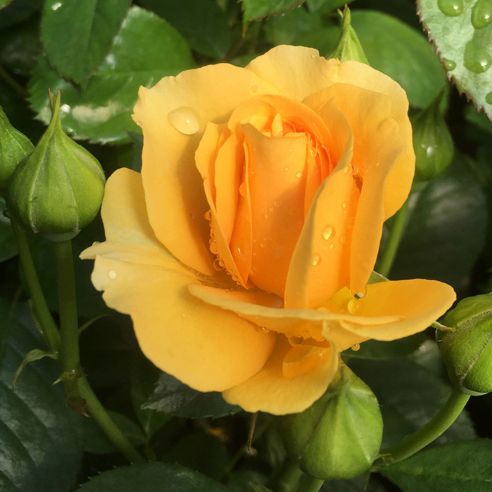 #2 - Julia Child Standard Rose Tree