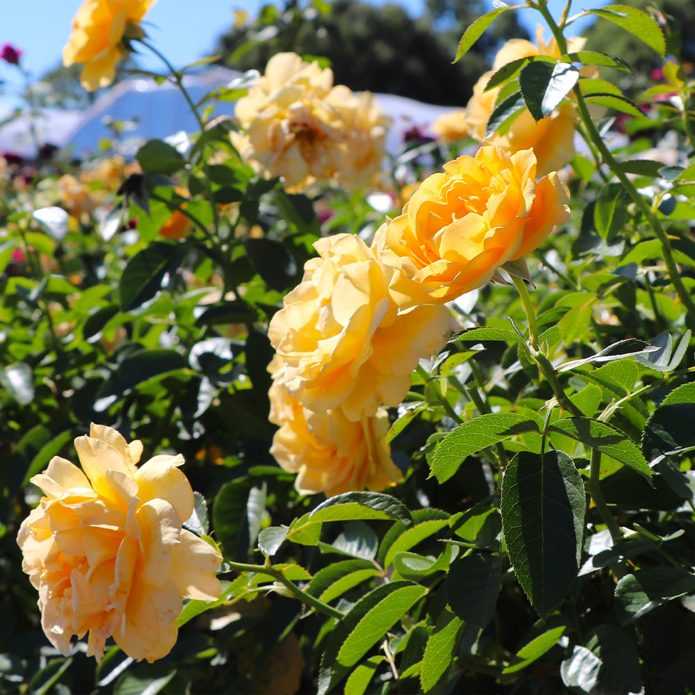 #3 - Julia Child Standard Rose Tree