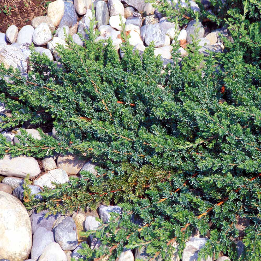 Blue Pacific Juniper Shrub