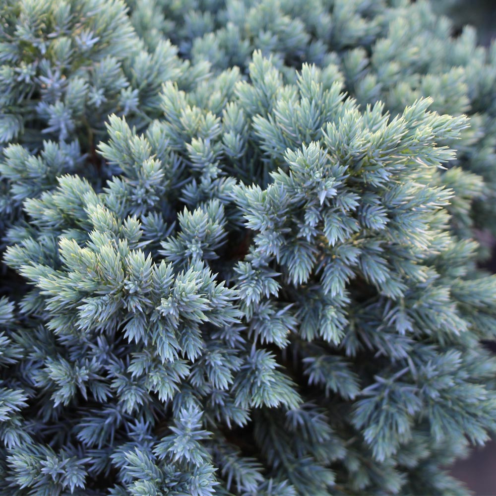#3 - Blue Star Juniper Tree