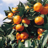 Kishu Mandarin Tree
