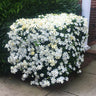 Kleim's Hardy Gardenia Shrub