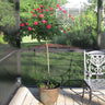 Knock Out® Rose Tree