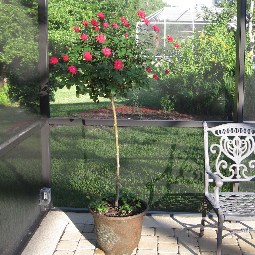 #2 - Knock Out® Rose Tree