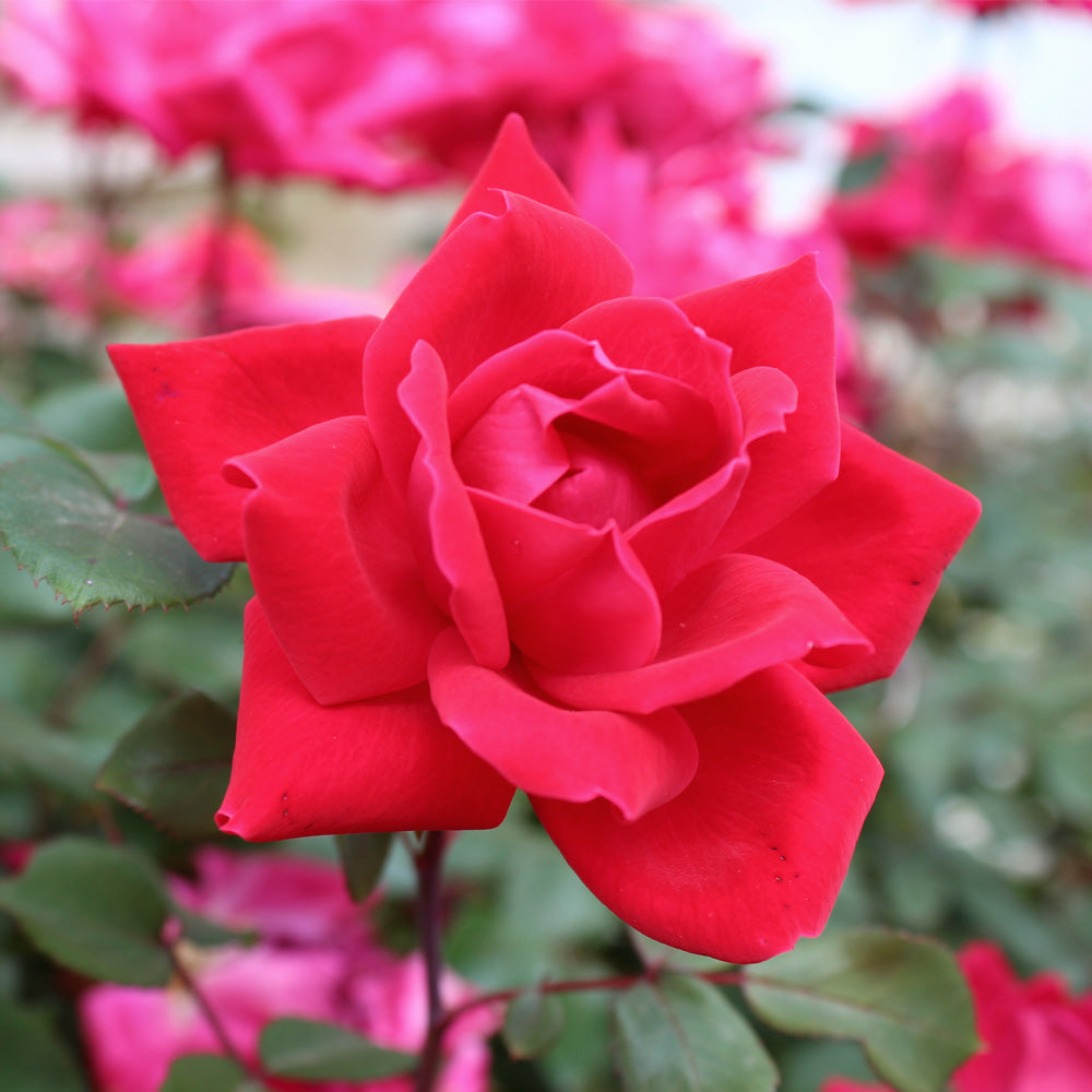 #3 - Knock Out® Rose Tree