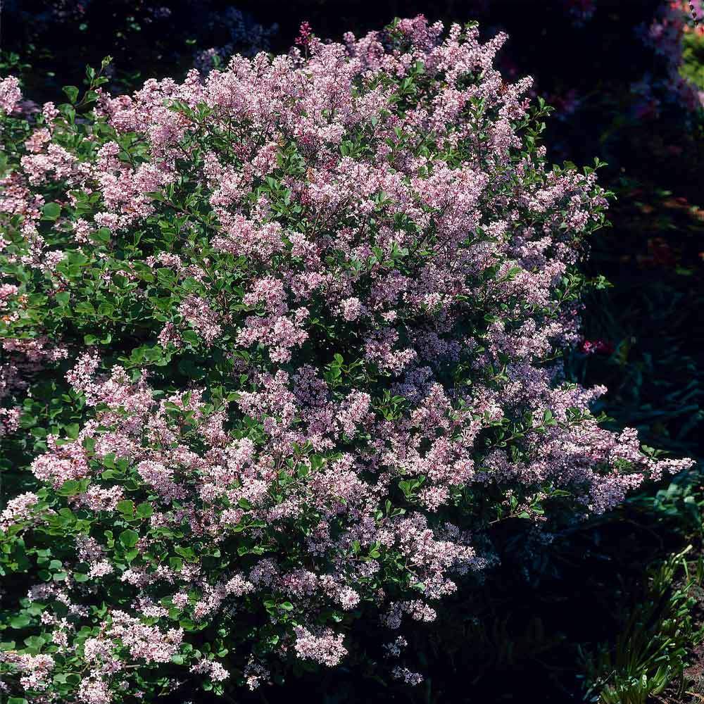 A photo of the Dwarf Korean Lilac Shrub