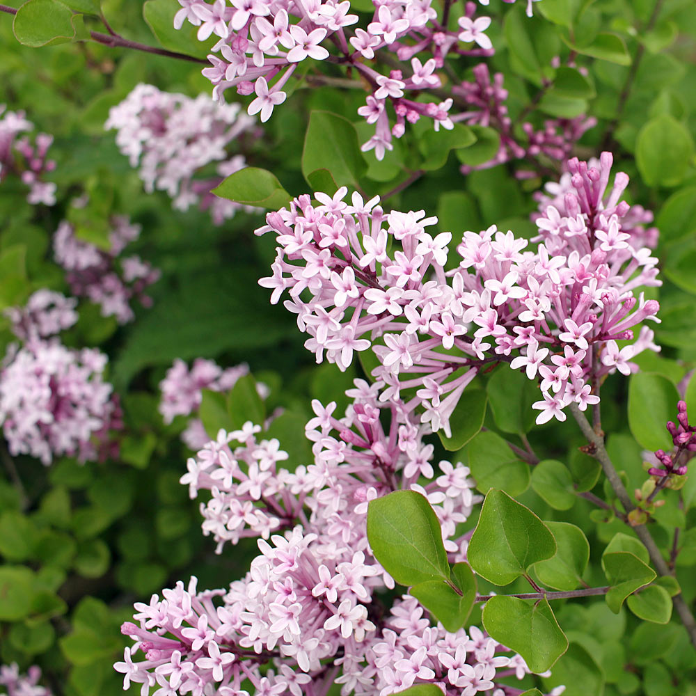 #2 - Dwarf Korean Lilac Shrub