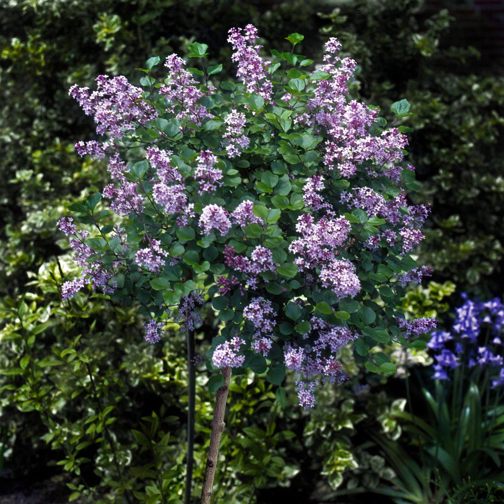 #1 - Korean Lilac Tree