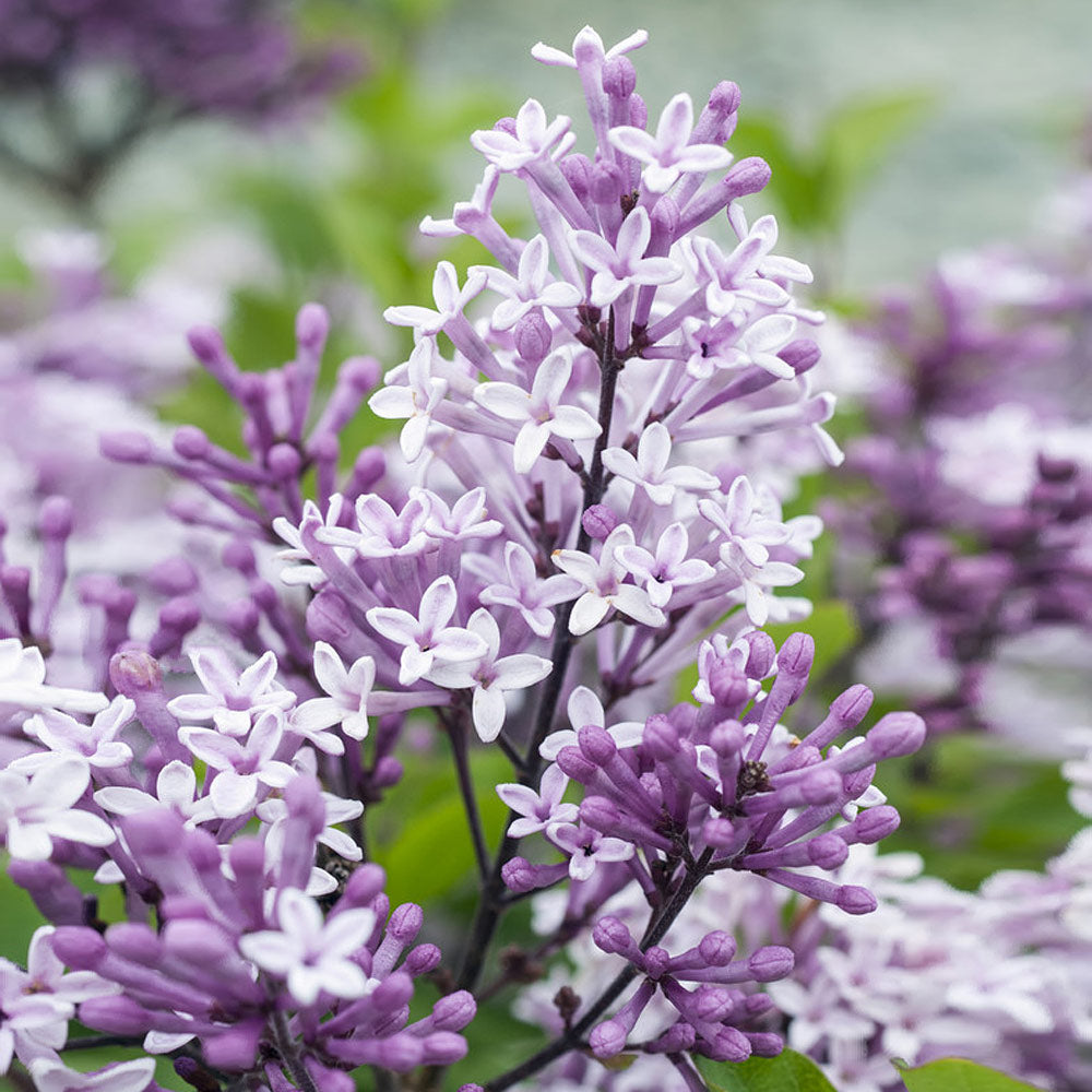 #2 - Korean Lilac Tree