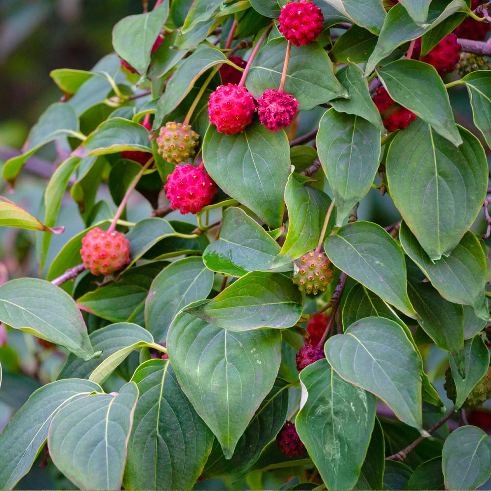 #2 - White Kousa Dogwood Tree