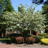 White Kousa Dogwood Tree