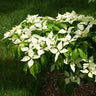 White Kousa Dogwood Tree