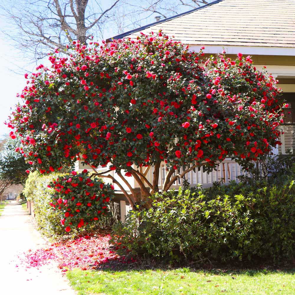 A photo of the Kramers Supreme Camellia Shrub