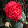 Kramers Supreme Camellia Shrub