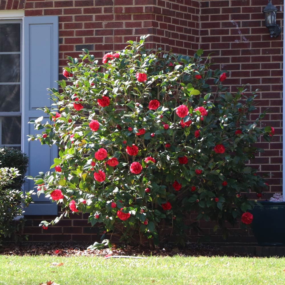 #3 - Kramers Supreme Camellia Shrub