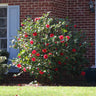 Kramers Supreme Camellia Shrub