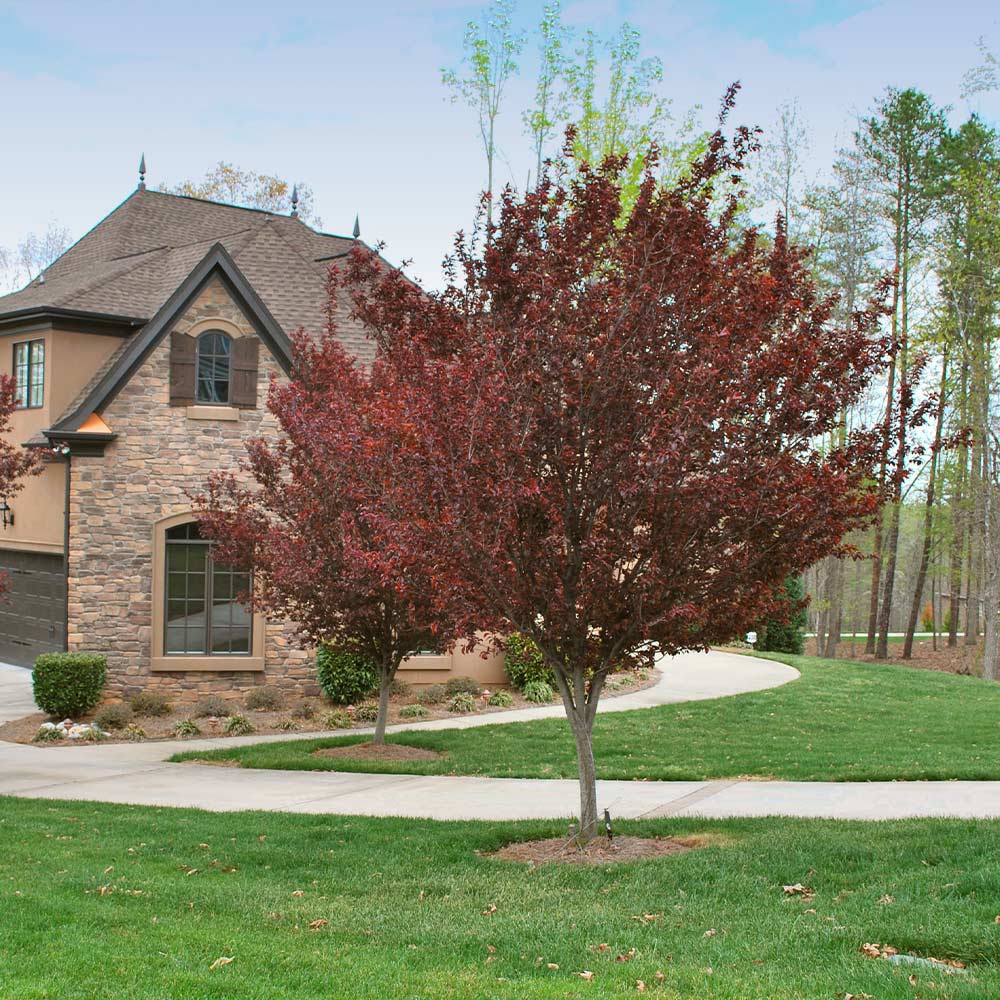 #3 - Krauter Vesuvius Flowering Plum Tree