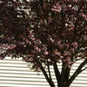 Krauter Vesuvius Flowering Plum Tree