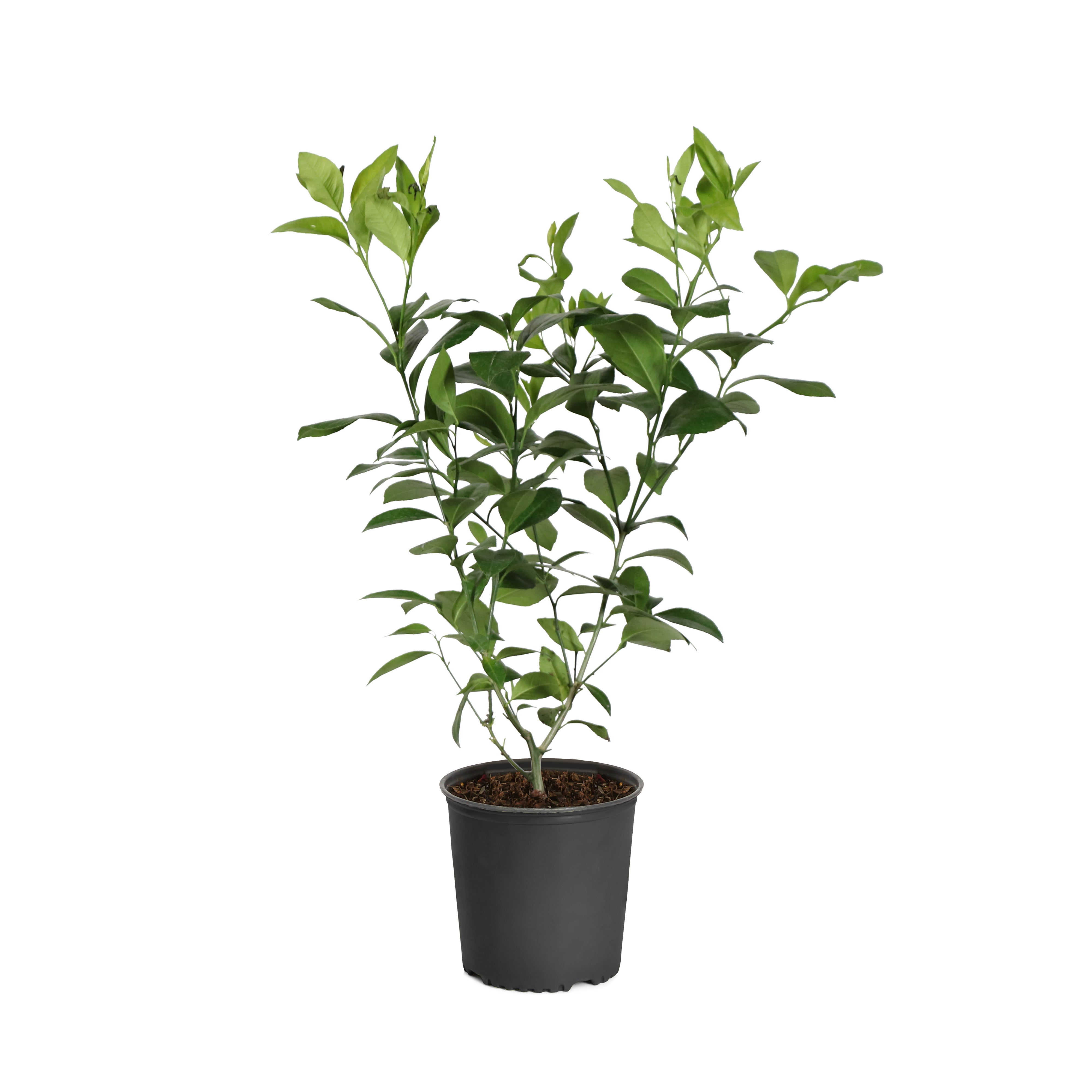 #5 - Meyer Lemon Tree