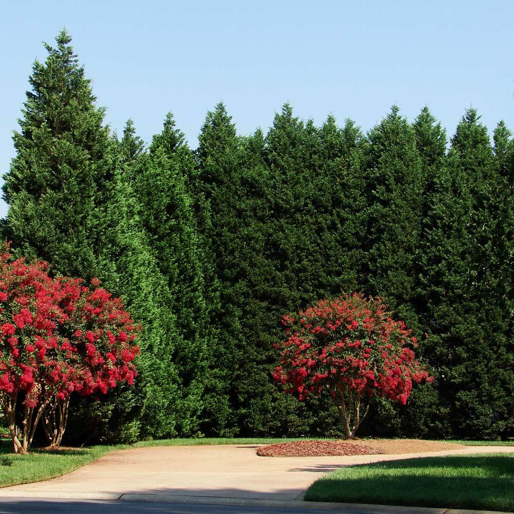 #2 - Leyland Cypress Tree