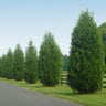 Leyland Cypress Tree