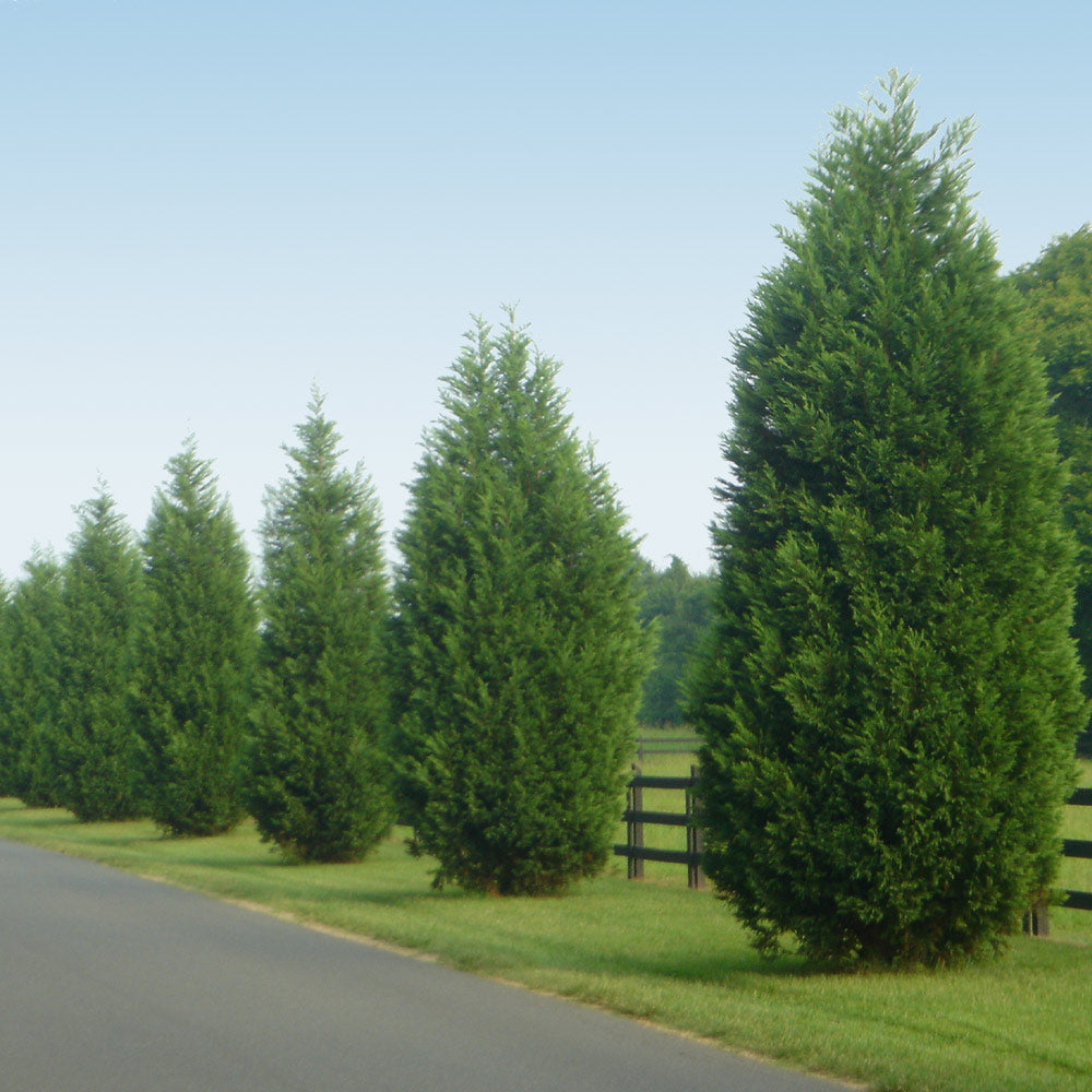 #5 - Leyland Cypress Tree