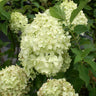 Limelight Hydrangea Shrub