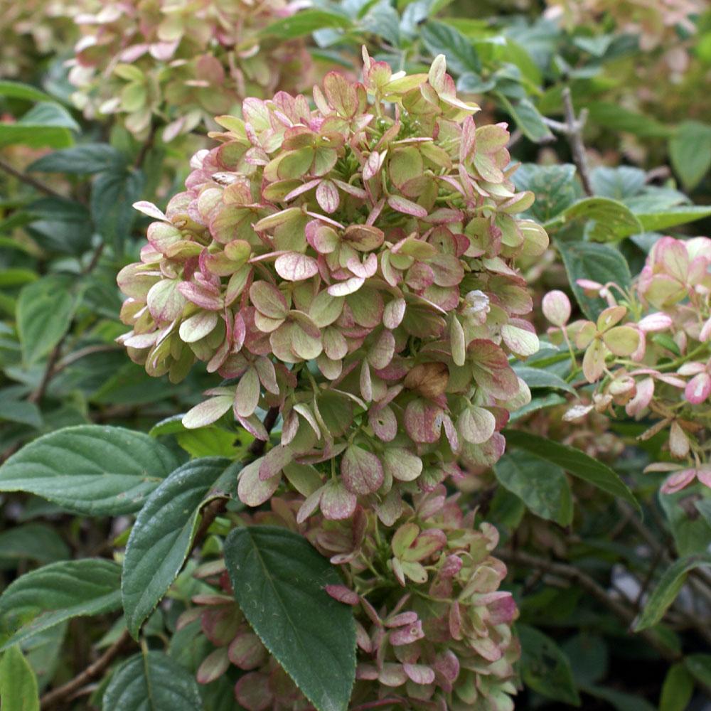 #4 - Limelight Hydrangea Shrub