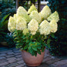 Limelight Hydrangea Shrub