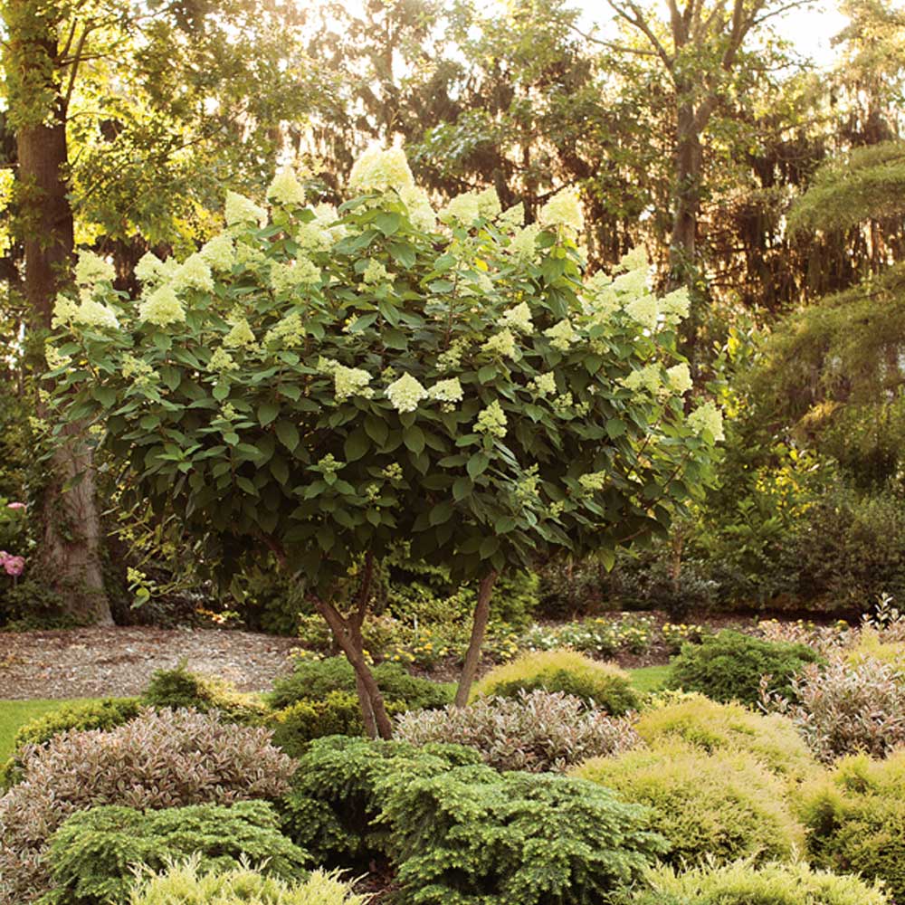 #3 - Limelight Hydrangea Tree