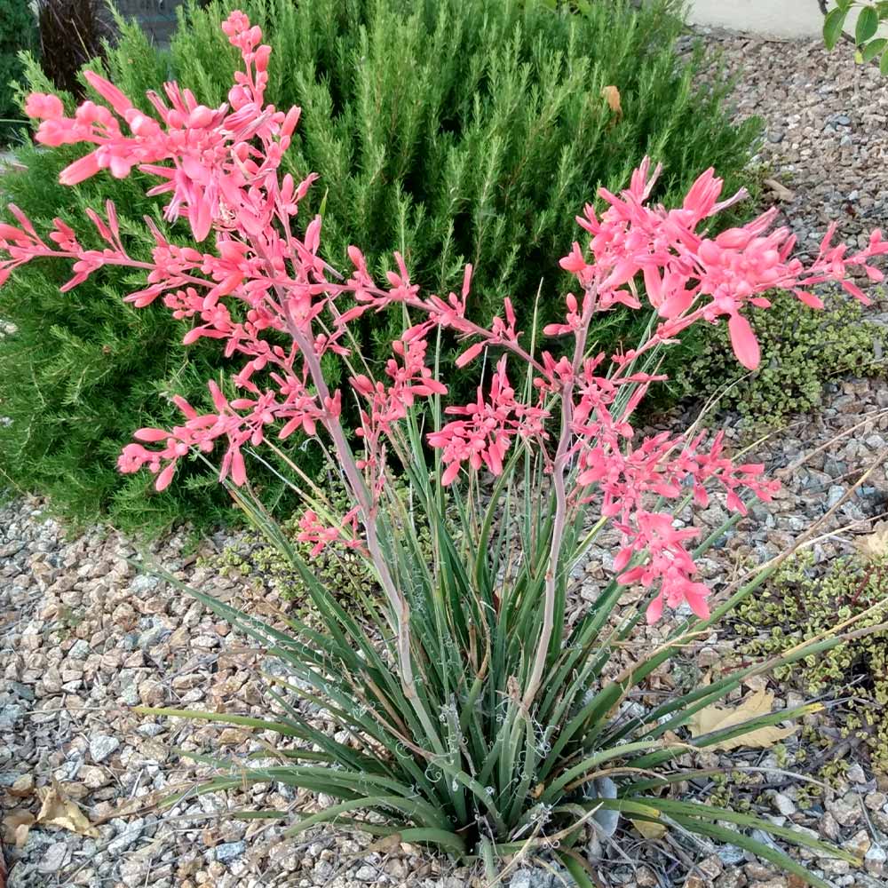 A photo of the Red Yucca Little Giant