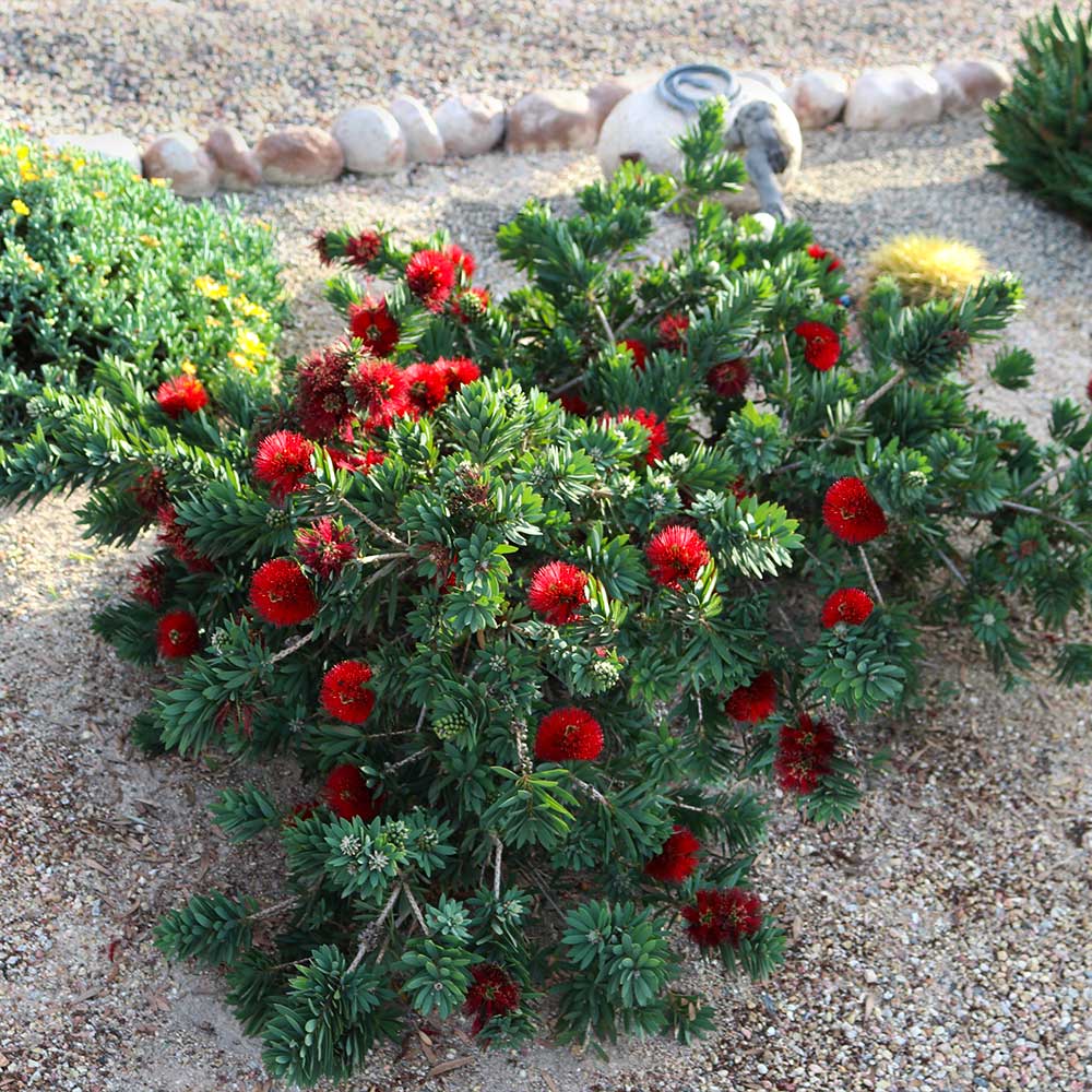 #3 - Little John Dwarf Bottlebrush