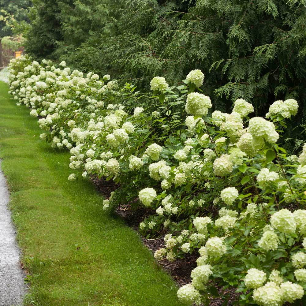 A photo of the Little Lime® Hydrangea Shrub