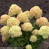 Little Lime® Hydrangea Shrub