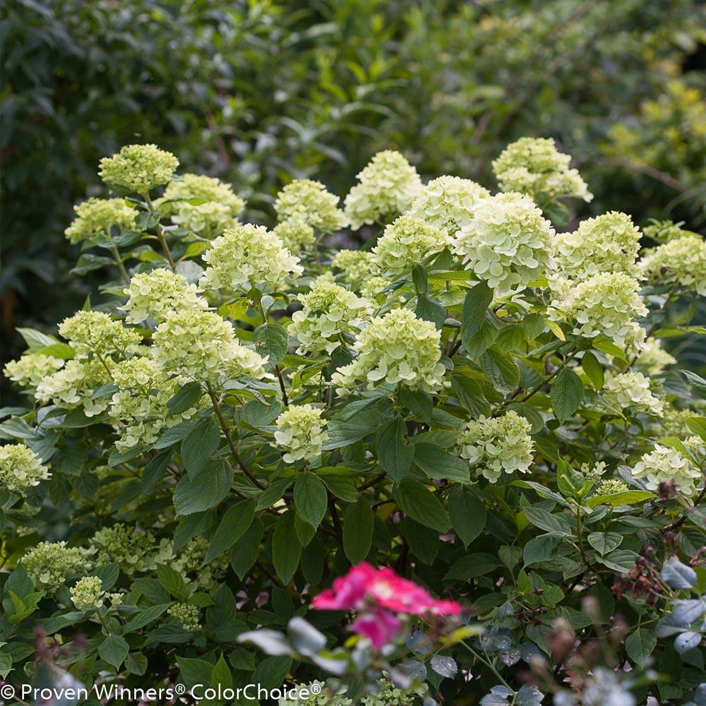 #2 - Little Lime® Hydrangea Shrub