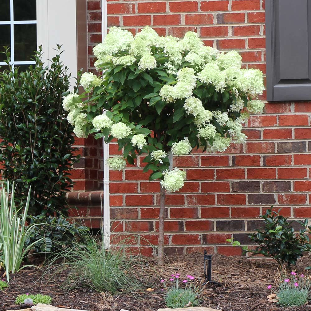 A photo of the Little Lime® Hydrangea Tree