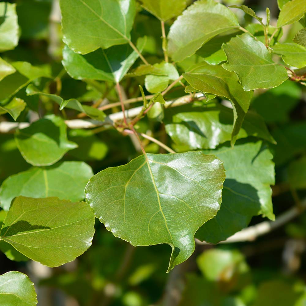 #4 - Lombardy Poplar Tree