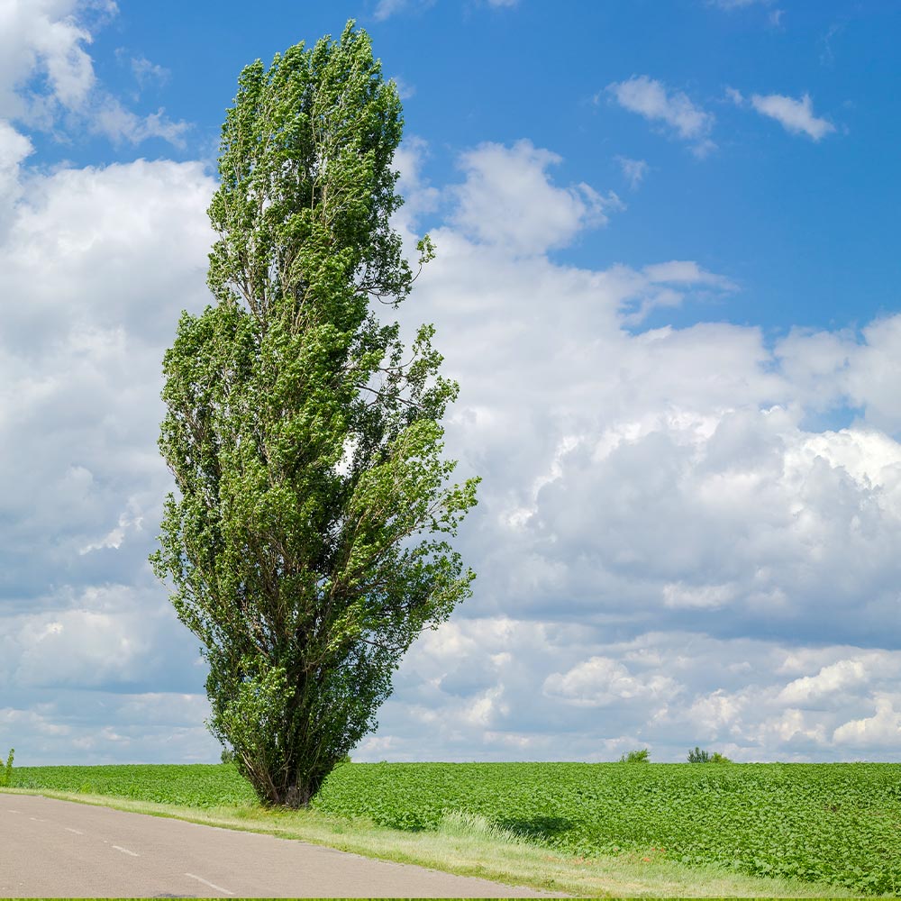 #3 - Lombardy Poplar Tree